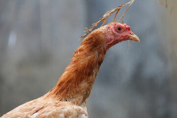  photo of a hen with a blur or bokeh background