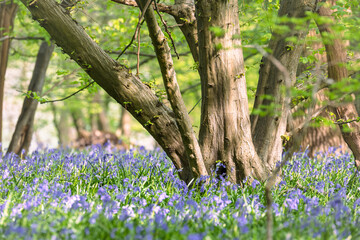 Bluebells in the morning in the forest