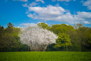 A beautiful cherry tree in bloom in spring