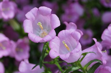 Closeup of Canterbury Bells Champion Pink flowers, with a focus on the delicate structure of the blossoms.