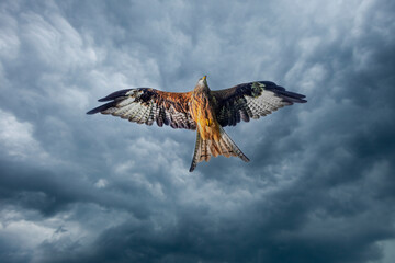 United Kingdom, Wales. Red kite bird in flight.