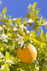 Citrus fruits thriving on trees in Arizona with vibrant flowers and a bright blue sky