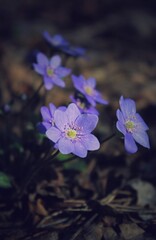Purple flowers in the forest on the lawn. Beautiful natural background. Delicate petals. A bright spring landscape. The awakening of nature. Primroses on a green lawn.