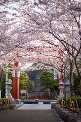 鎌倉2504　鶴岡八幡宮6　桜