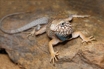 Common collared lizard.