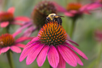 Carpenter bee on purple coneflower.