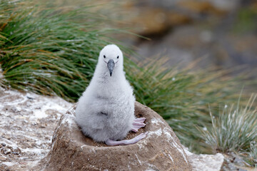 Falkland Islands. A black-browed albatross chick on its nest waiting for adult to return with food. © Danita Delimont