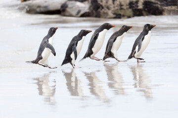 Falkland Islands. A group of rockhopper penguins hop over the wet beach towards the rookery.