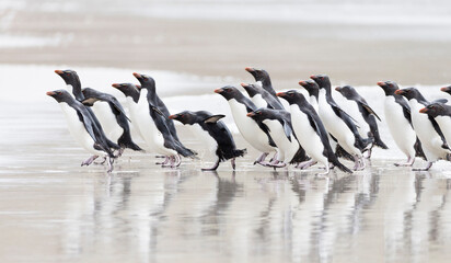 Falkland Islands. A group of rockhopper penguins walks towards the ocean.