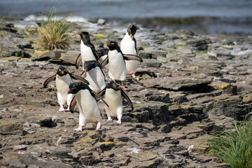 Falkland Islands. A group of rockhoppers approach the rookery after climbing the cliff from the sea
