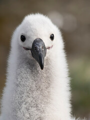 Falkland Islands. Headshot of a black-browed albatross chick.