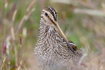 Falkland Islands. Headshot of a Magellanic snipe.