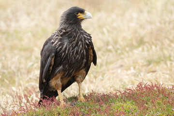 Falkland Islands. Portrait of a striated caracara adult.