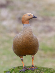 Falkland Islands. Portrait of a ruddy-headed goose standing on a grass hummock.