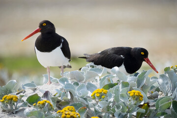 Falkland Islands. Two Magellanic oystercatchers forage among the sea cabbage on the beach.