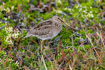 Falkland Islands. Portrait of an Magellanic snipe in the heath.