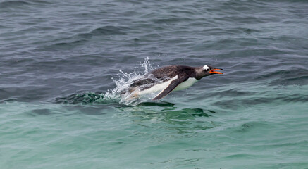 Falkland Islands. A gentoo penguin jumps out of the water while swimming in the blue-green water.