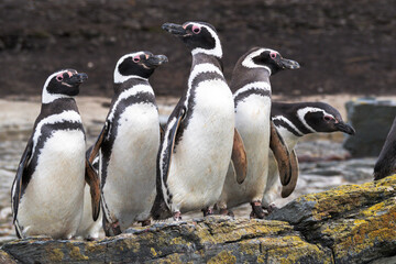 Obraz premium Falkland Islands. A group of Magellanic penguins stand together on the rocks.