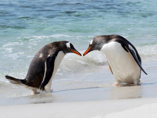 Falkland Islands. Two gentoo penguins meet on the beach after emerging from the water.