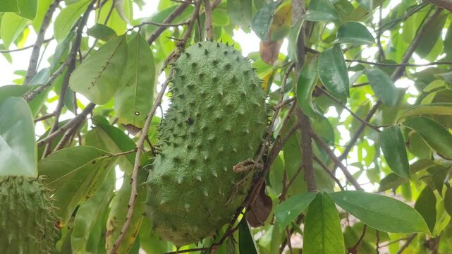 Annona muricata fruit on the tree