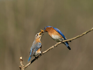 Eastern bluebird, Central Pennsylvania, Usa.