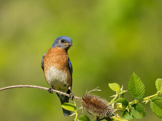 Eastern bluebird, Central Pennsylvania, Usa.