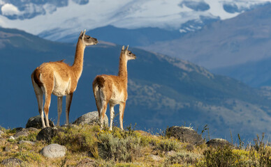 Guanaco, Torres del Paine, Chile