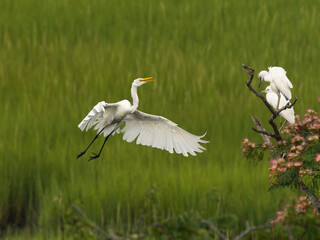 Great egret lying, New Jersey, Usa.