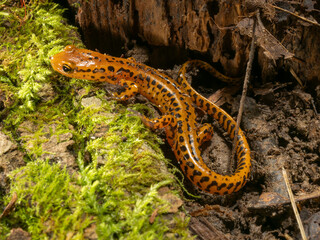 Long-tailed salamander, Pennsylvania, Usa.