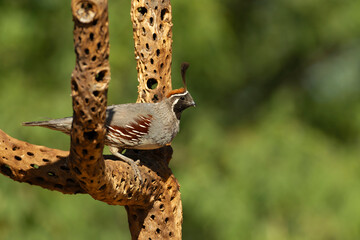 Gambels quail, Arizona, USA