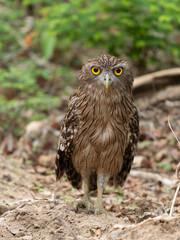 Brown fish owl, Sri Lanka, South Asia
