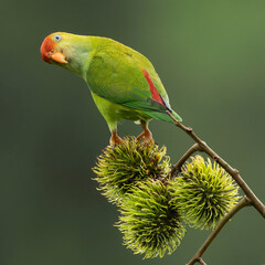 Sri Lanka hanging parrot, Sri Lanka, South Asia