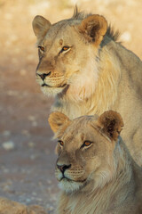 Young black-maned lion males resting in the morning sun of the Kalahari Desert, southern Africa