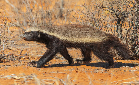 Honey badger searching the dunes of the Kalahari Desert for a meal