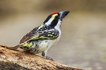 Pied barbet preparing to get a drink at a water hole in southern Africa