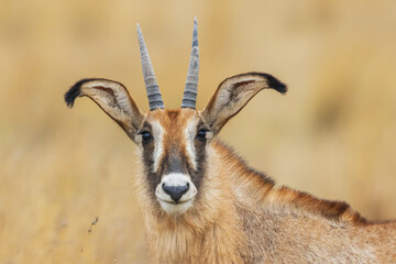 Roan antelope female, close-up portrait in southern Africa