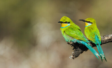 Swallow-tailed bee-eater pair hanging out together in southern Africa
