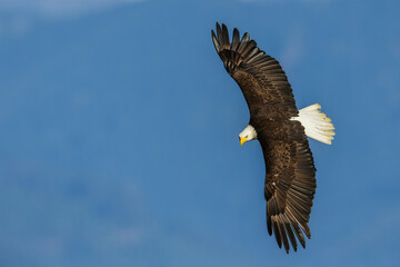 Bald eagle zeros in on possible meal, Washington State