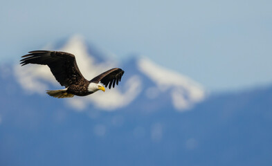 Bald eagle flying, passing in front the Olympic Mountains, Washington State
