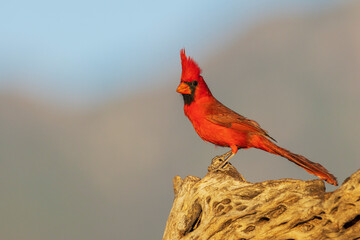 Northern cardinal, colors of last light in the mountains of southern Arizona, USA
