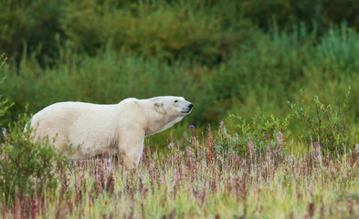 Polar bear pauses for a moment to sniff the air near Hudson Bay