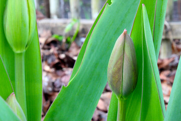Green Tulip Bud 02