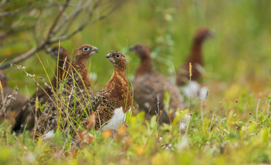 Flock of willow ptarmigan foraging in the Boreal forest of Northern Manitoba, Canada.