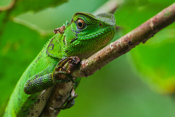 Iguana in the Cloud Forest of Ecuador