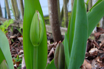 Fototapeta premium Tulip Green Bud 03