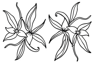 Vanilla Vine Leaf Graphics for Design