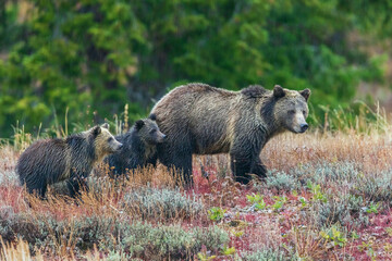 Grizzly bear sow with twin cubs during an autumn rain shower in Wyoming