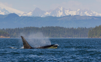 Orca whale surfacing in front of the Cascade Mountain Range, Washington State