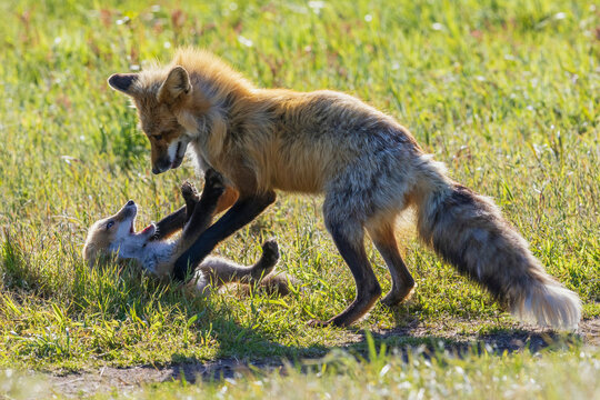Red fox vixen playing with one of her kits, Washington State