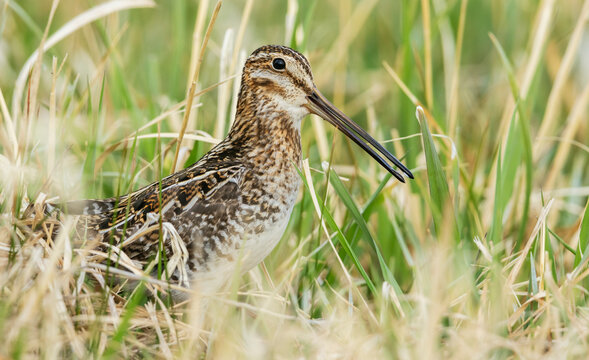 Common snipe peeks through wetland vegetation in Colorado